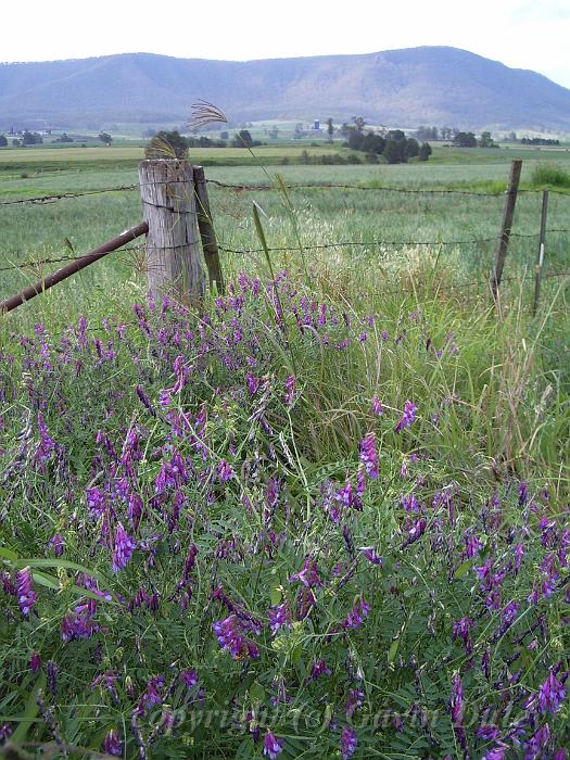 Flowers and fence, near Cunningham's Gap IMGP0823.JPG